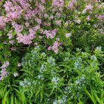 Syringa meyeri 'Palibin' Syringa meyeri 'Palibin'