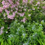 Syringa meyeri 'Palibin' Syringa meyeri 'Palibin'