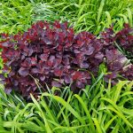 Smoke Bush in Daylily Foliage Smoke Bush in Daylily Foliage