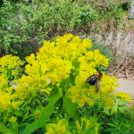 Bee in Euphorbia palustris Bee in Euphorbia palustris