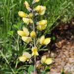 Baptisia cv Pink Lemonade Baptisia cv Pink Lemonade