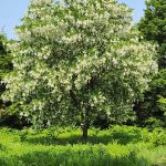 Cladrastis Kentukea Cladrastis Kentukea