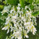 Cladrastis Kentukea Flowers Cladrastis Kentukea Flowers