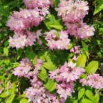 Deutzia cv Pink a Boo Deutzia cv Pink a Boo