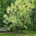 Fringe Tree Fringe Tree