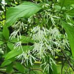 Fringe Tree Flowers Fringe Tree Flowers