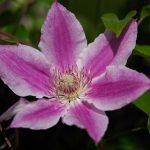 Steve Kanan 5/18/23 Steve Kanan 5/18/23