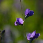 Steve Kanan 5/18/23 Steve Kanan 5/18/23