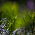 Steve Kanan 5/18/23 Steve Kanan 5/18/23