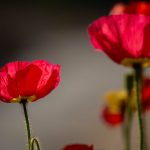 Steve Kanan 5/18/23 Steve Kanan 5/18/23