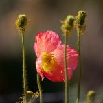 Steve Kanan 5/18/23 Steve Kanan 5/18/23