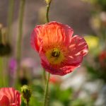 Steve Kanan 5/18/23 Steve Kanan 5/18/23