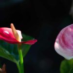 Steve Kanan 5/25/23 Steve Kanan 5/25/23