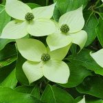 Kousa Dogwood Bracts Kousa Dogwood Bracts
