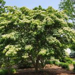 Kousa Dogwood Tree Kousa Dogwood Tree