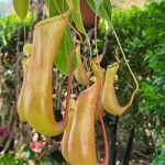 Pitcher Plant Pitcher Plant