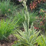 Berkheya Zulu Warrior Berkheya Zulu Warrior
