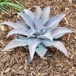 Mangave Silver Fox Mangave Silver Fox