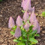 Ptilotus Joey Ptilotus Joey