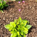 Talinum Jewels of Opar Talinum Jewels of Opar