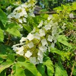 Oakleaf Hydrangea Oakleaf Hydrangea