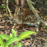 Bunny Bunny