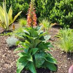 Digiplexis Digiplexis