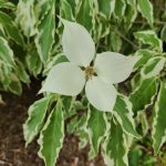 Dogwood 'Wolf Eyes' Dogwood 'Wolf Eyes'