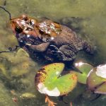 Frisky Frogs Frisky Frogs