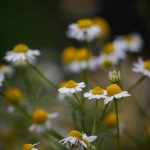 Steve Kanan 6-10-23 Steve Kanan 6-10-23