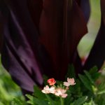 Steve Kanan 6-10-23 Steve Kanan 6-10-23