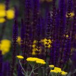 Steve Kanan 6-10-23 Steve Kanan 6-10-23