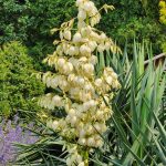 Yucca Recurvifolia Yucca Recurvifolia