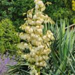 Yucca Recurvifolia Yucca Recurvifolia