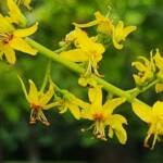 Flowers Koelreuteria Paniculata Rose Lanterns Flowers Koelreuteria Paniculata Rose Lanterns