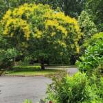 Koelreuteria Paniculata Rose Lanterns Koelreuteria Paniculata Rose Lanterns