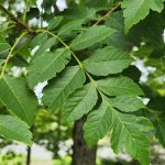 Leaves Koelreuteria Paniculata Rose Lanterns Leaves Koelreuteria Paniculata Rose Lanterns