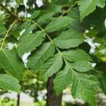 Leaves Koelreuteria Paniculata Rose Lanterns Leaves Koelreuteria Paniculata Rose Lanterns