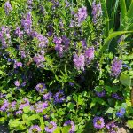 Angelonia Scaevola False Plumbago Angelonia Scaevola False Plumbago