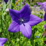 Balloon Flower Balloon Flower