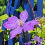 Clematis Clematis