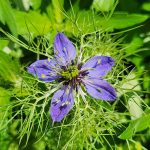Nigella Damascena Nigella Damascena