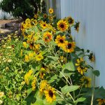 Sunflowers Sunflowers