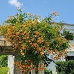 Trumpet Vine Trumpet Vine