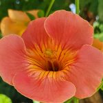 Trumpet Vine Flower Trumpet Vine Flower