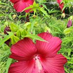 Hibiscus Moscheutus Hibiscus Moscheutus