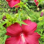 Hibiscus Moscheutus Hibiscus Moscheutus