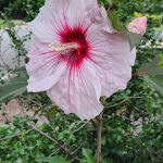 Hibiscus Moscheutus cv Kopper King Hibiscus Moscheutus cv Kopper King