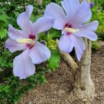 Hibiscus Syriacus Blue Bird Hibiscus Syriacus Blue Bird