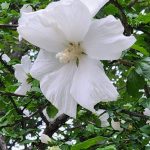 Hibiscus Syriacus cv Diana Hibiscus Syriacus cv Diana